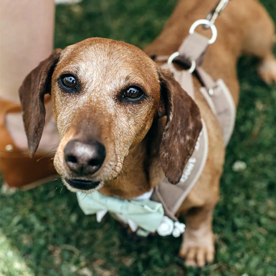 A brown dachshund wearing a harness looks up at the camera while standing on grass.