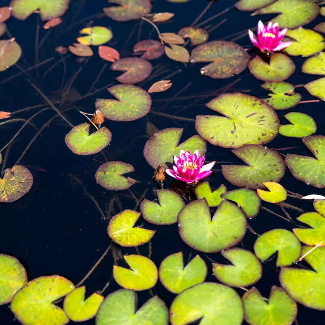 Two pink water lilies bloom among numerous green lily pads floating on the surface of dark, still water.