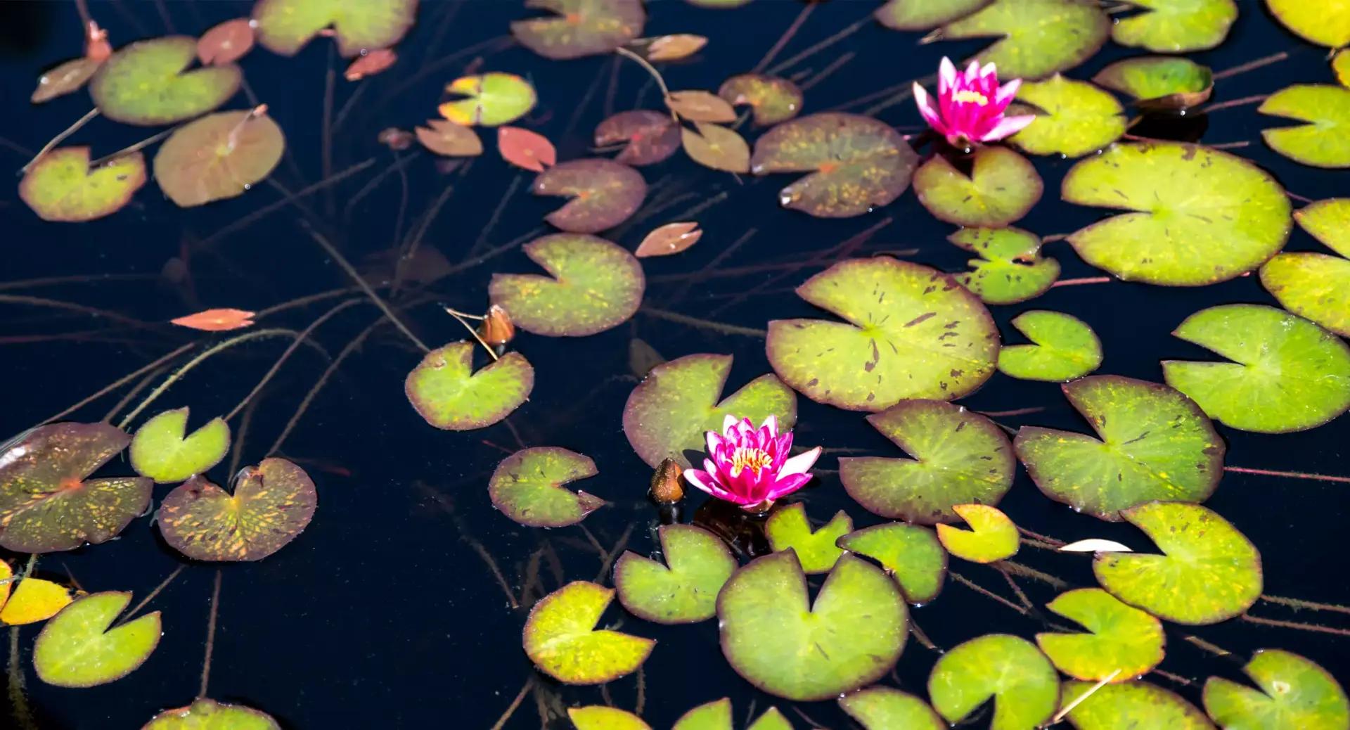 Pink water lilies and green lily pads float on the surface of a dark pond, with stems and leaves visible underwater.